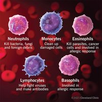 Types of leukocytes and their functions