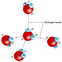 Hydrogen bonds between water molecules