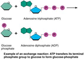 Exchange reaction: ATP and glucose