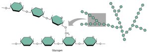 Polysaccharide structure: glycogen