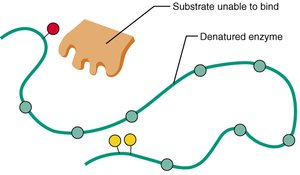 Denatured enzyme: substrate unable to bind