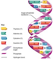 DNA double helix