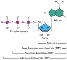 ATP structure and hydrolysis