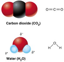 Carbon dioxide and water: nonpolar and polar covalent bonds