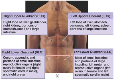 Diagram of abdominal quadrants