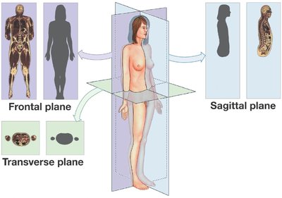 Diagram of body planes and sections