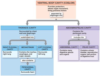 Diagram of organs involved in homeostasis