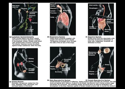 Images of additional organ systems