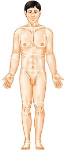 Diagram of anatomical position