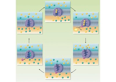 Cycle of sodium-potassium pump activity