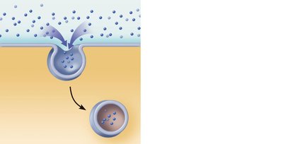 Pinocytosis process