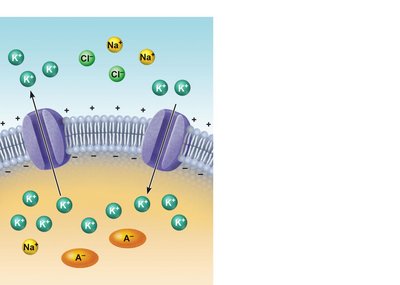 Generation and maintenance of resting membrane potential