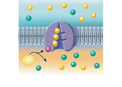 Step 2: Na+ binding promotes phosphorylation by ATP