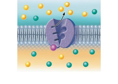 Step 3: Phosphorylation causes protein to change shape, expelling Na+