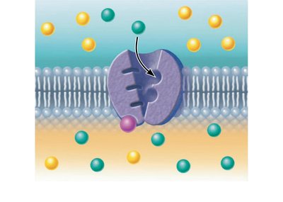 Step 4: Extracellular K+ binds to pump protein