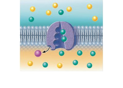 Step 5: K+ binding triggers release of phosphate
