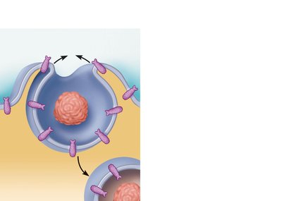 Phagocytosis process