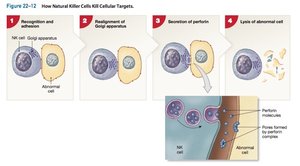 Natural killer cell action