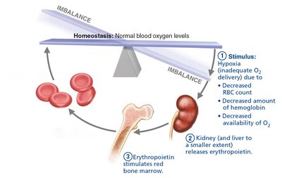EPO mechanism for regulating erythropoiesis (step 3)