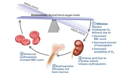 EPO mechanism for regulating erythropoiesis (step 4)