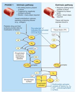 Intrinsic and extrinsic pathways of blood clotting