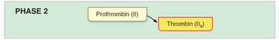 Pathway to thrombin