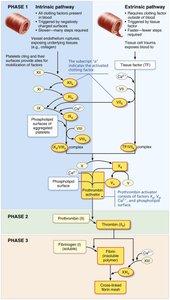 Summary of coagulation pathways