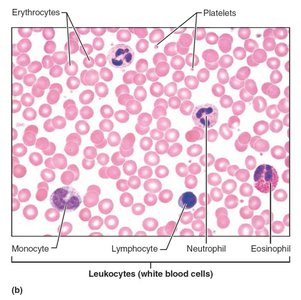 Microscopic view of blood cells