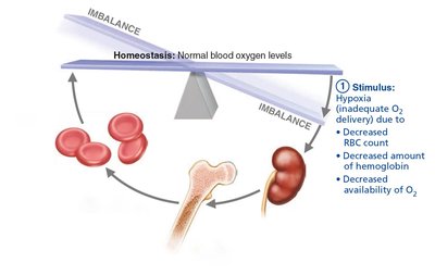 EPO mechanism for regulating erythropoiesis (step 1)