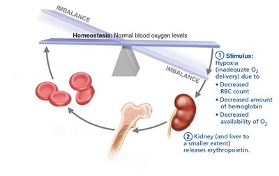 EPO mechanism for regulating erythropoiesis (step 2)