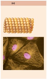 Microtubules: structure and electron micrograph