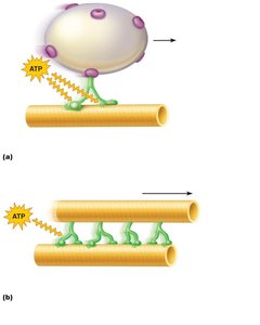 Motor proteins moving along microtubules