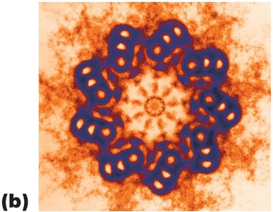 Centrioles: cross-sectional view