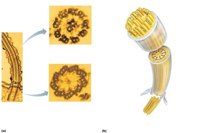 Structure of a cilium: longitudinal and cross-sectional views