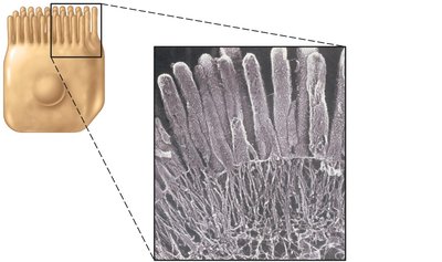 Microvilli: structure and electron micrograph