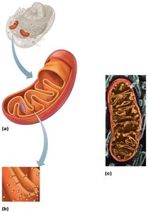 Structure of a mitochondrion, showing cristae and matrix