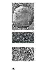 Nuclear envelope: pores and lamina