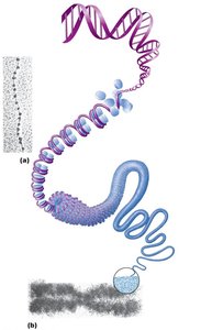 Chromatin and chromosome structure: DNA, nucleosomes, chromatid, chromosome