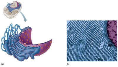 Diagram and electron micrograph of rough and smooth ER