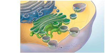 Protein trafficking: packaging and final destinations