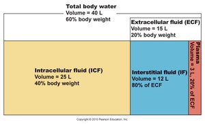 Diagram of fluid compartments in the body