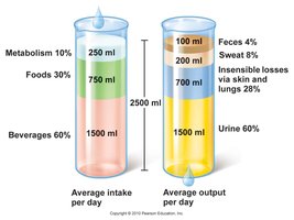 Average daily water intake and output
