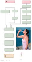 Flowchart of the thirst mechanism