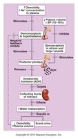 Mechanisms and consequences of ADH release