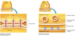 Comparison of electrical and chemical synapse structure
