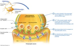 Events at a chemical synapse: synaptic transmission