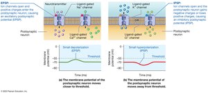 Postsynaptic potentials: EPSPs and IPSPs