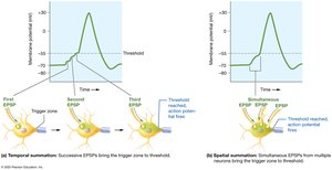 Temporal and spatial summation of EPSPs