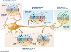 Types of channels and pumps in different parts of the neuron membrane