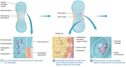 Process of endochondral ossification